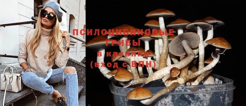 Галлюциногенные грибы Psilocybe  закладка  Нальчик 